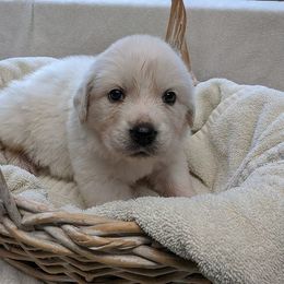 Great Pyrenees Puppies from Duck Creek Poultry Place
