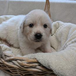 Great Pyrenees Puppies from Duck Creek Poultry Place