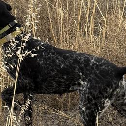 German Shorthaired Pointers from Idaho Hunting Dogs
