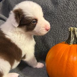 Male 6 Harvey - White and red male Border Collie puppy in Roanoke, Virginia from Romestar performance K9