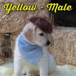 Golden Retriever Puppies from Valley County Goldens