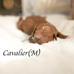 Cavalier - Red  male Goldendoodle puppy in Acton, Maine from Silver Pines Pups