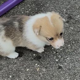 Aspen-Red Merle - Red merle and white female American Corgi puppy in Scottown, Ohio from Wyndy Ridge Corgis
