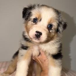Caesar Salad - Blue merle female Australian Shepherd puppy in Anniston, Alabama from All Hale Aussies