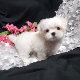 Rascal - White male Maltese puppy in Fresno, California from Soua's Pups