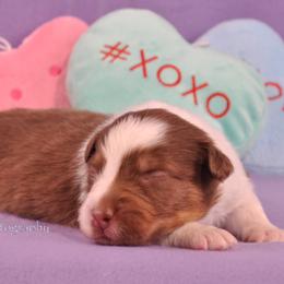Australian Shepherd Puppies from Dovehawk Australian Shepherds