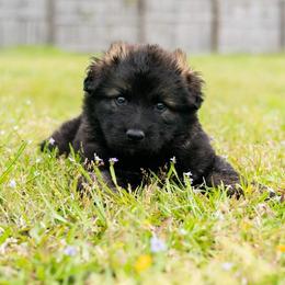 German Shepherd Puppies from Reign Land