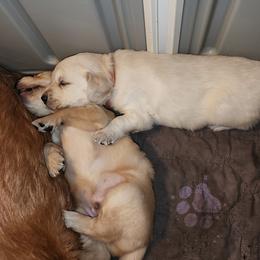 Golden Retriever Puppies from Stellar Acres Golden Retrievers