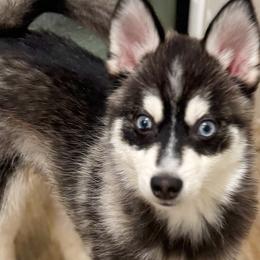 Tyler - Black and white male Pomsky puppy in Bolton, Connecticut from Elle Pomsky