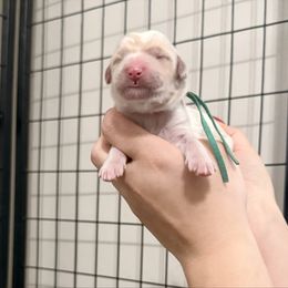 Dasher (Green Band) - Parti male Labradoodle puppy in Plainfield, New Jersey from Caris Paws Poodles and Labradoodles