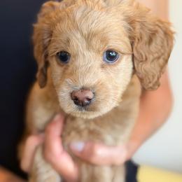 Yellow Girl - Apricot female Australian Labradoodle puppy in Bend, Oregon from High Desert Labradoodles