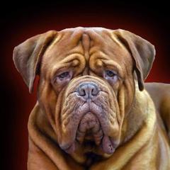 Mr Bickle - Dogue de Bordeaux