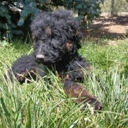 Charcoal - Phantom male Goldendoodle puppy in Harrisburg, Nebraska from Wildcat Hills Doodles