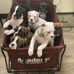 Boxer and French Bulldog Puppies from Treasure Coast Boxer and French Bulldog Puppies