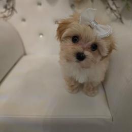 Spirit - Cream female Maltipoo puppy in Washington from Mt.BakerPoodles&Doodles