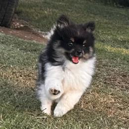 Luigi charting 8lb - Tri-colored male Pomeranian puppy in Summerville, Georgia from Pearly’s Pugs