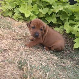 Rosy - Rd whtn blk nose female Rhodesian Ridgeback puppy in Carney, Oklahoma from River Run Parson Russell terriers & River Run Ridgebacks