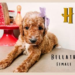 Bellatrix - Red  female Goldendoodle puppy in Hilton, New York from The House of Goldendoodle