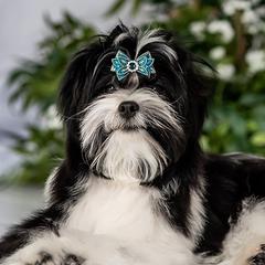 Archie - Russian Salon Dog