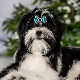 Archie - Russian Salon Dog