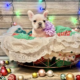 Gunilla - Cream female French Bulldog puppy in Shields, Michigan from Mid-Michigan Frenchies