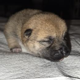Ember - Red female Shiba Inu puppy in Stanley, North Carolina from Yoru's Dojo Legacy