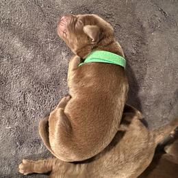 Dark Green Boy - Chocolate male Labrador Retriever puppy in Rock Hill, South Carolina from North Star Retrievers