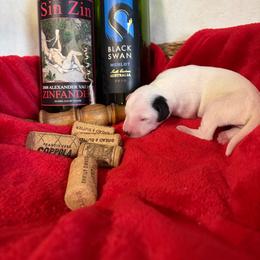 Cabernet - White and black female Dalmatian puppy in Claremore, Oklahoma from Lotsofdots Dalmatians