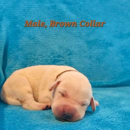 Remi - Yellow male Labrador Retriever puppy in Caledonia, Ohio from 7Cs Labs