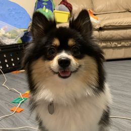 June - Pomeranian