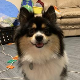 June - Pomeranian