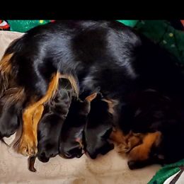 Dachshund Puppies from Melanie's Dachshunds