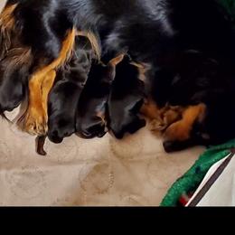 Dachshund Puppies from Melanie's Dachshunds
