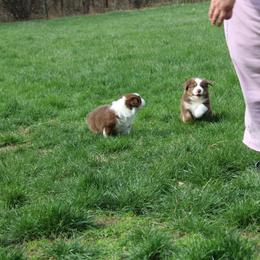 Australian Shepherd Puppies from Starlit Grove Australian Shepherds