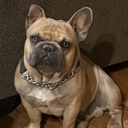 French Bulldogs from SoCal Dogz