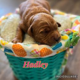 Hadley - Red  female Goldendoodle puppy in Tonopah, Arizona from DJ’s Doodles