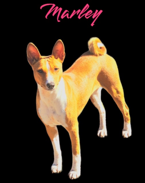 Marley - Basenji
