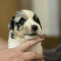 Australian Shepherds from H-F Farms