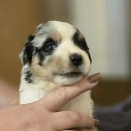 Australian Shepherds from H-F Farms