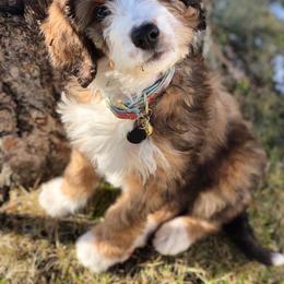 Bernedoodle Puppies from Mountain Top Bernedoodles