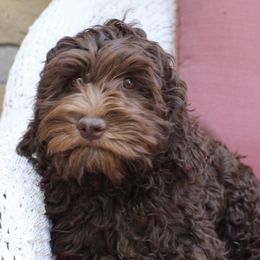 Nutmeg - Australian Labradoodle