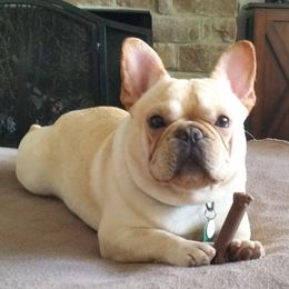 French Bulldogs from Millander Bullies  French Bulldogs