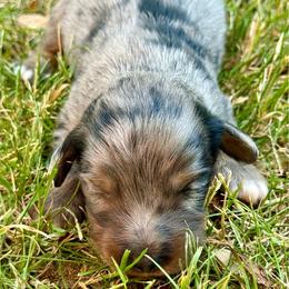 Windsor - Dapple male Dachshund puppy in Salem, Oregon from Longdox Mini Dachshunds