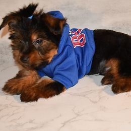 Tae - Black and gold Yorkshire Terrier puppy in Maple Heights, Ohio from Yorkiesllc