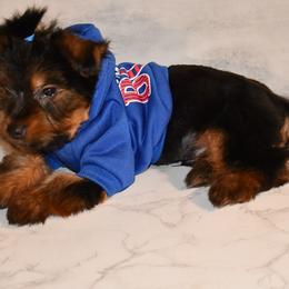 Tae - Black and gold Yorkshire Terrier puppy in Maple Heights, Ohio from Yorkiesllc