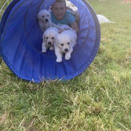 Golden Retriever Puppies from Silver Morning Farm