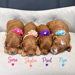 3rd pick female - Red female Cavapoo puppy in Mona, Utah from Hearts Full of Puppies