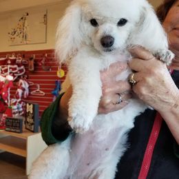 Poodle Puppies from Canine Magic Poodles