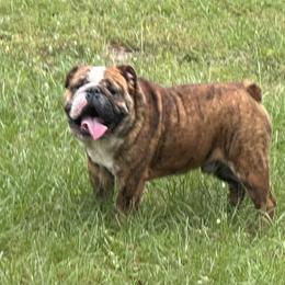 Titus - Bulldog