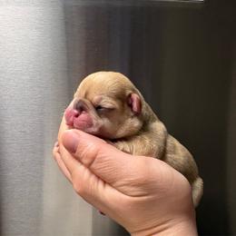 Latte - Fawn female French Bulldog puppy in Coatesville, Pennsylvania from The Chipper Frenchie